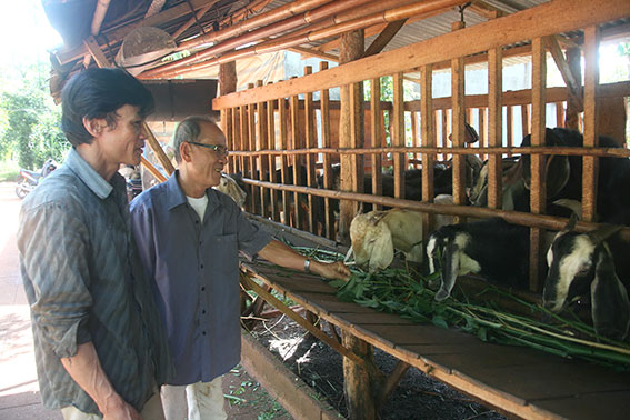Ông Lê Văn Hoàng (bên phải) cùng anh Phan Bình bên đàn dê của gia đình anh Bình được nuôi trê phần đất do ông Hoàng cho mượn.