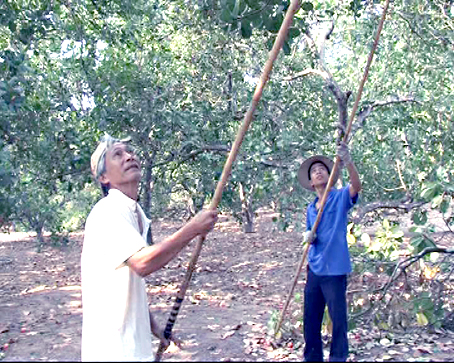 Ông Nguyễn Văn Thao, người trồng điều ấp 2, xã An Viễn (huyện Trảng Bom) vui mừng khi thu hoạch bội thu.
