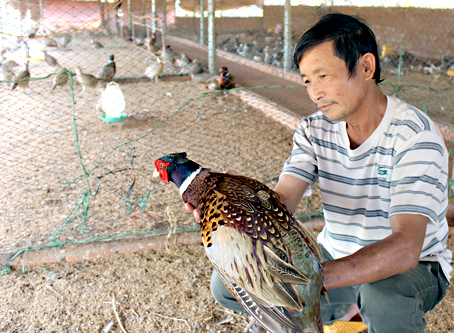 Nuôi chim trĩ tại trang trại của bà Phan Thị Loan (huyện Cẩm Mỹ).