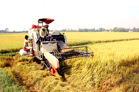 Ứng dụng cơ giới hóa vào thu hoạch lúa tại xã Bình Hòa, huyện Vĩnh Cửu (ảnh: MH)
