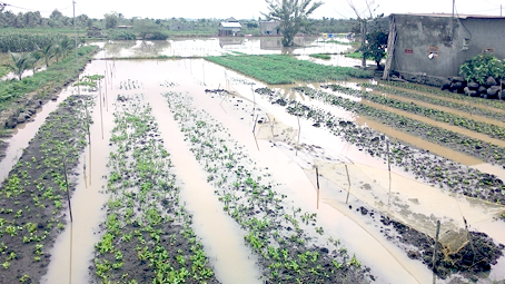 Hàng chục hécta rau tại xã Gia Tân 3 (huyện Thống Nhất) bị ngập úng do mưa lớn. Ảnh: Thảo Nguyên