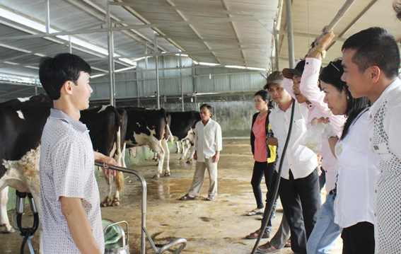 Ông Tăng Văn Sang (xã Cẩm Đường) giới thiệu mô hình nuôi bò sữa cho những nông dân trong tỉnh quan tâm đến nghề này.