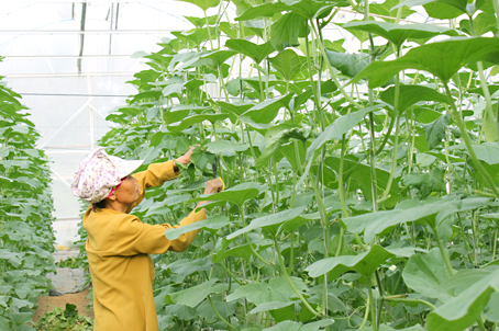 Nông dân ứng dụng công nghệ cao vào sản xuất. Trong ảnh: Vườn dưa lưới trong nhà màng tại huyện Nhơn Trạch.