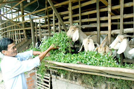Ông Trần Văn Tánh tận dụng cỏ đậu phộng dại làm thức ăn nuôi dê để tăng thu nhập.