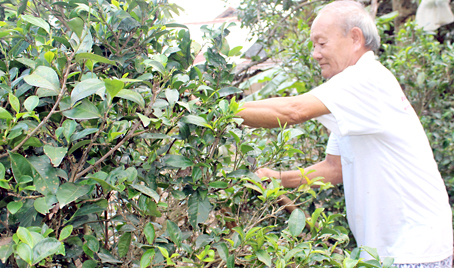 Ông Trà Văn Pháp ở ấp Đất Mới, xã Phú Hội (huyện Nhơn Trạch)  trong vườn trà của mình.