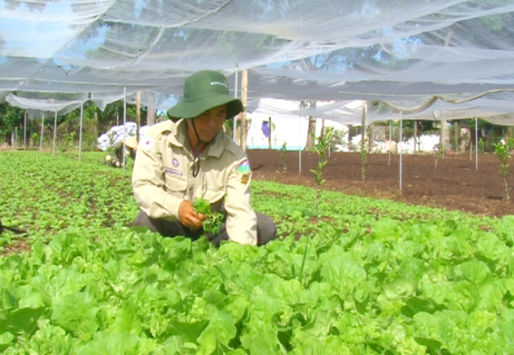 Người trồng rau ở Xuân Lộc vẫn có lãi cho dù giá rau, củ có giảm