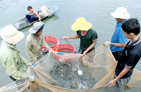 Hộ ông Nguyễn Văn Đức, xã Long Thọ (huyện Nhơn Trạch) chuyển đổi từ mô hình nuôi tôm sang nuôi cua nước lợ.