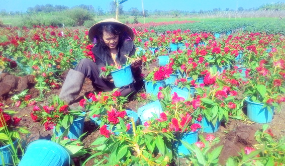 Bà Huệ thẫn thờ bên những chậu hoa bị kẻ gian bẻ gãy, nhổ bỏ.