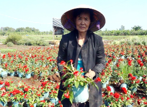 Bà Nguyễn Thị Huê thẫn thờ khi chứng kiến cảnh vườn hoa tết bị kẻ xấu phá nát