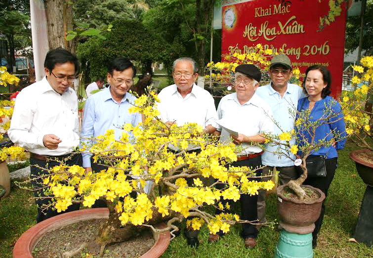 Ban tổ chức cùng các thành viên trong ban giám khảo hội ý chấm giải đối với một cây mai vàng