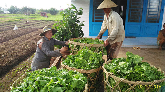 Giá rau củ tăng cao sau Tết