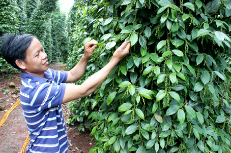 Vườn tiêu rộng 2,5 hécta của gia đình đã được chứng nhận GlobalGAP.