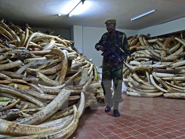 Cảnh sát gác bên số ngà voi thu giữ trong chiến dịch chống buôn lậu các sản phẩm động vật hoang dã quý hiếm tại Nairobi. (Nguồn: AFP/TTXVN)