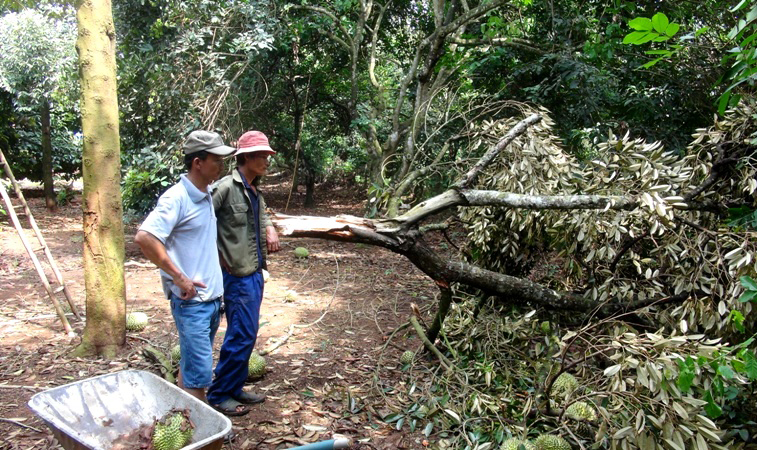 Nhiều cây sầu riêng sai trái bị ngã đổ vì gió lốc