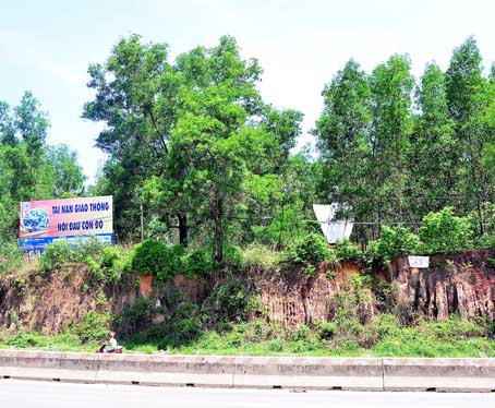Nhiều cây lớn đang “cheo leo” tại khu vực vách đất dựng đứng ngang dốc 47.