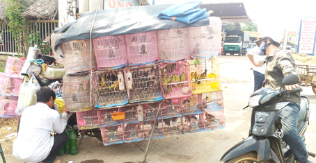 Điểm bán chim dạo gần cổng Giáo xứ Lộc Hòa (xã Tây Hòa, huyện Trảng Bom). Ảnh chụp ngày 5-5.