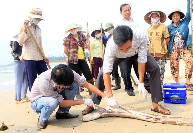 Cá chết tại vùng biển tỉnh Quảng Trị. Nguồn ảnh TTXVN