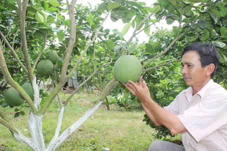 Làm nông chuyên nghiệp