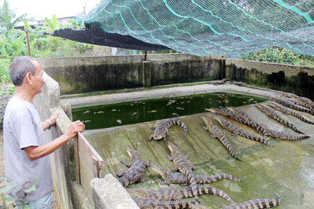 Người nuôi cá sấu lao đao vì giá mặt hàng này liên tục lao dốc. Trong ảnh: Một trại nuôi cá sấu ở xã Phú Ngọc, huyện Định Quán.