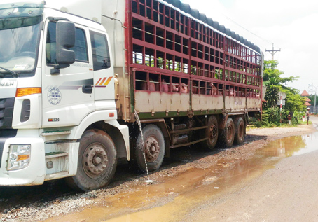 Tắm heo gây ô nhiễm, hư hỏng đường. Ảnh: Thảo Nguyên