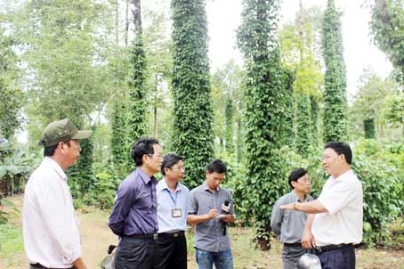 Tham quan vườn tiêu trồng dưới tán rừng tại xã Thanh Sơn (huyện Định Quán), Phó chủ tịch UBND tỉnh Võ Văn Chánh (thứ 2, bên trái) khẳng định đây là mô hình hay cần khuyến khích nhân rộng.