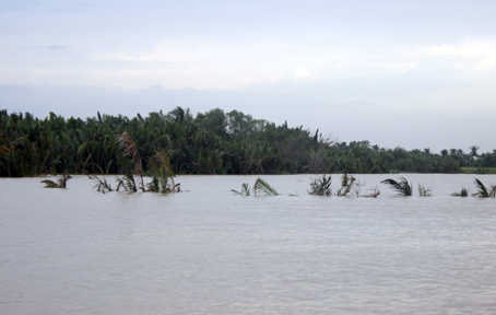 Hàng chục hécta đất của người dân xã Long Tân (huyện Nhơn Trạch) giờ đã bị chìm xuống sông, chỉ còn trơ lại những ngọn cây yếu ớt.