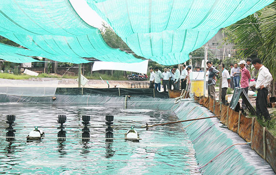 Nông dân tham quan mô hình thí điểm nuôi tôm công nghệ cao tại huyện Nhơn Trạch.