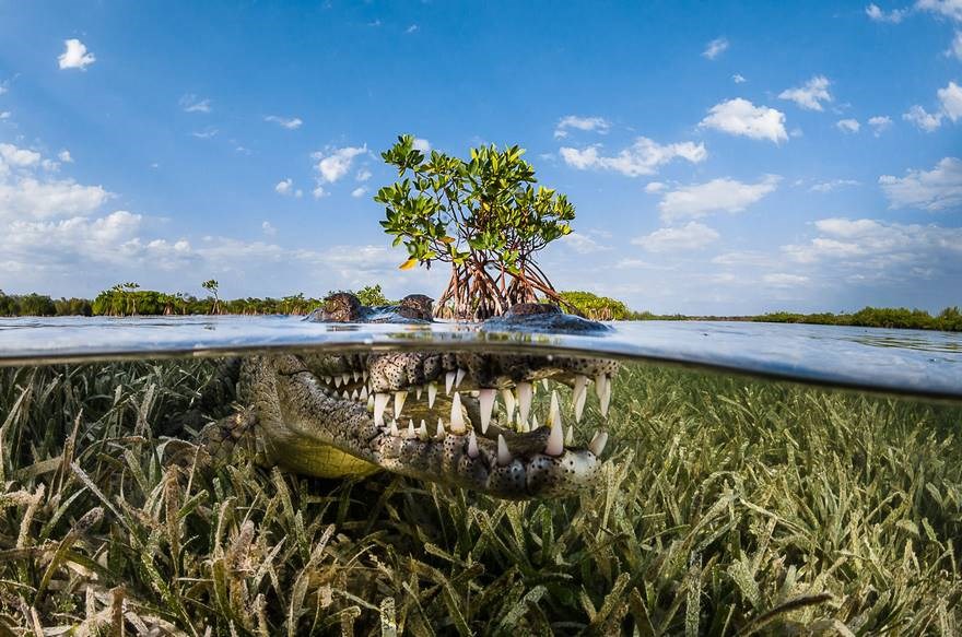 Rừng ngập mặn - Giải Danh dự hạng mục ảnh thiên nhiên: Tác giả bức ảnh đã mạo hiểm chụp hình cá sấu trong rừng ngập mặn ở Cuba. (Nguồn: boredpanda)