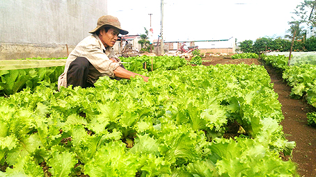 Anh Vi Bá Chung đang chăm sóc vườn rau.