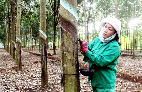 Một vườn cao su tiểu điền đang được thu hoạch mủ tại xã Xuân Quế, huyện Cẩm Mỹ.