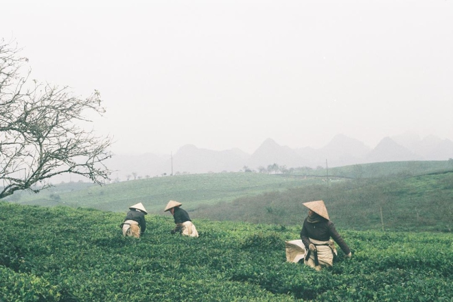 Những công nhân hái chè làm việc trên sườn đồi từ sáng sớm ở miền núi phía bắc Việt Nam. Ảnh: haoo_nguyen.