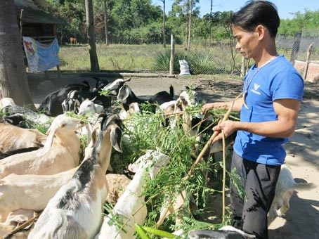 Anh Huỳnh Thanh Hùng chăm sóc đàn dê mua từ nguồn vốn vay của Quỹ Doanh nhân với an ninh trật tự.