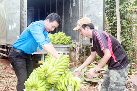 Đại diện Hội Liên hiệp thanh niên tỉnh (trái) đến gia đình ông Phu Cún Pẩu (xã Thanh Bình, huyện Trảng Bom) thu mua chuối. Ảnh: N.SƠN