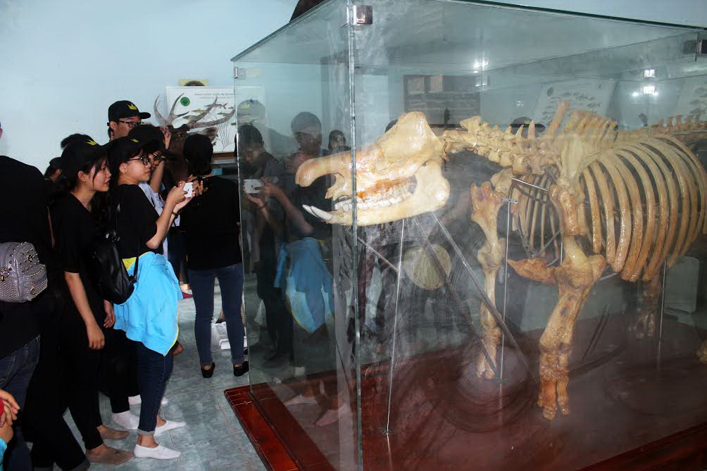 Học sinh chụp ảnh tiêu bản bộ xương tê giác một sừng ở vườn quốc gia Cát Tiên