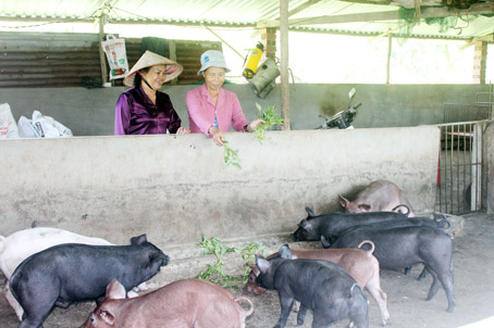 Hội viên Chi hội Cựu thanh niên xung phong xã Vĩnh Tân (huyện Vĩnh Cửu) được tạo điều kiện vay vốn từ Ngân hàng Chính sách xã hội để chăn nuôi heo. Ảnh: Nga Sơn