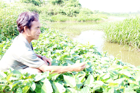 Bàu Rau Muống một thời nuôi bộ đội và người dân về khai phá đất sản xuất ở khu căn cứ Tỉnh ủy Biên Hòa U1.