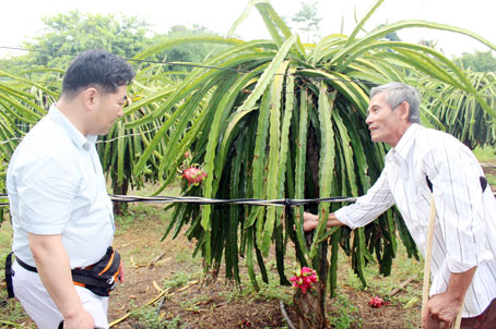 Ông Đoàn Trung Ngọc ở xã Trung Hòa (huyện Trảng Bom) giới thiệu vườn thanh long ruột đỏtrồng theo quy trình VietGAP cho chuyên gia nông nghiệp của Hàn Quốc đến tham quan.