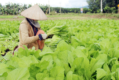 Rau màu ảnh hưởng nặng vì mưa. Ảnh: Ruộng trồng rau tại huyện Xuân Lộc.
