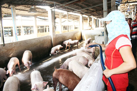Hàng trăm trang trại nuôi heo của Đồng Nai đã đăng ký thực hiện đeo vòng truy xuất nguồn gốc thịt heo. Trong ảnh: Trang trại nuôi heo tại huyện Thống Nhất.