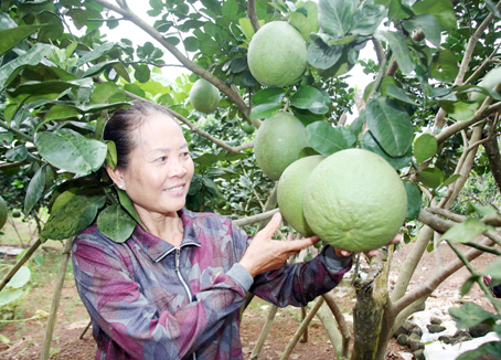 Bà Ngô Thị Sáu (ngụ ấp Lộ 25, xã Bàu Hàm 2, huyện Thống Nhất) vui mừng bên vườn bưởi đang cho trái từ sự hỗ trợ chuyển đổi cây trồng của Nhà nước.