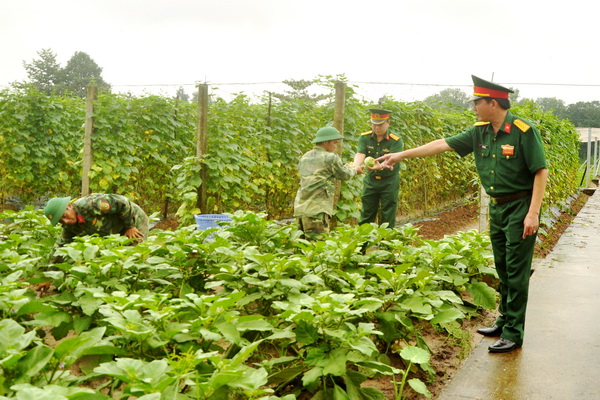 Đại tá Lê Văn Hạnh (Phó sư đoàn trưởng Sư đoàn 309) kiểm tra chất lượng rau ngay tại vườn.