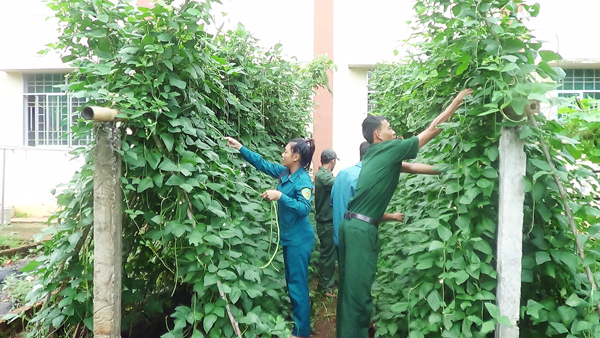 Tăng gia trồng rau xanh của Lực lượng vũ trang tỉnh