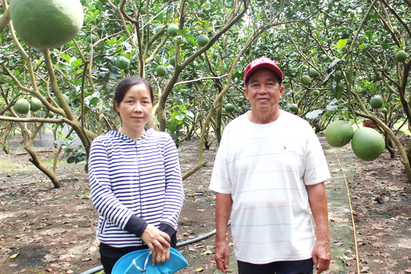 Ông Phan Văn Dẩu (phải) dẫn thương lái thăm vườn bưởi trước khi đôi bên đưa ra giá cả.