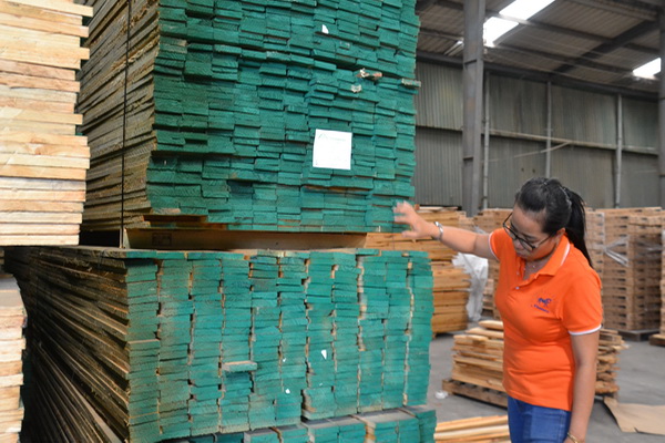 Kiểm tra phôi gỗ cao su trước khi đưa vào chế biến tại Công ty cổ phần Nhất Nam, Khu công nghiệp Biên Hòa 1.