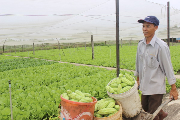 Phát triển sản xuất luôn được đặt lên hàng đầu trong xây dựng nông thôn mới kiểu mẫu. Trong ảnh: Nông dân huyện Xuân Lộc đầu tư nhà màng để sản xuất sạch.