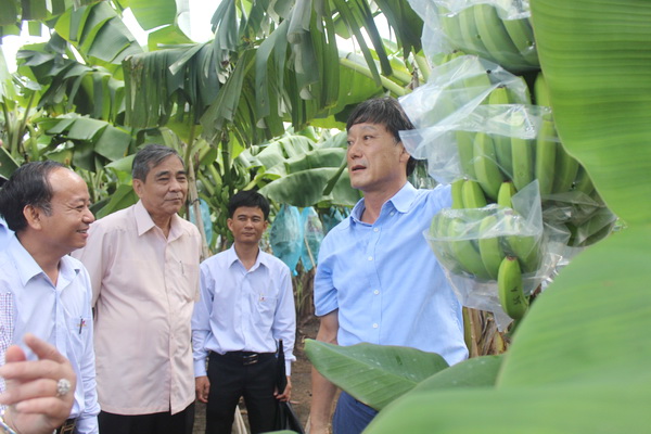 Phó bí thư thường trực Tỉnh ủy Trần Văn Tư (thứ 2 từ trái sang) thăm cánh đồng lớn chuối VietGAP xuất khẩu tại Công ty TNHH Globe Farm Việt Nam (huyện Xuân Lộc).