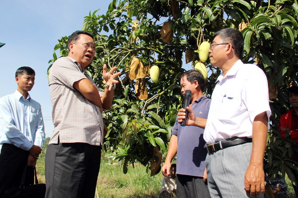 Giám đốc Sở Nông nghiệp – phát triển nông thôn tỉnh Huỳnh Thành Vinh trao đổi với nông dân về việc ghép cải tạo xoài tại vườn xoài ghép Đài Loan ở xã Xuân Hưng, huyện Xuân Lộc.