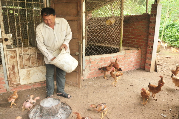 Bầy gà 100 con được ông Phạm Minh Tuân chăm sóc kỹ, trở thành niềm vui khi về già của vợ chồng ông.