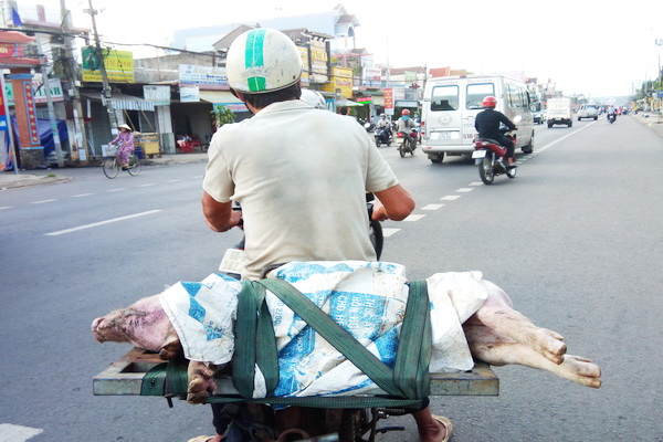 Chở heo chết trên đường có nguy cơ lây lan mầm bệnh ra môi trường.
