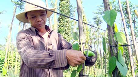 Ông Lê Mai Long (xã Lâm San, huyện Cẩm Mỹ) chăm sóc các nọc tiêu chuẩn bị cho đợt xuống giống mới.